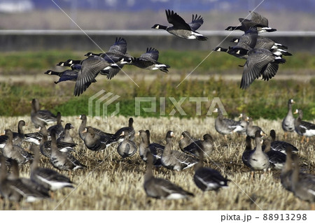 冬に北国からやって来る白と黒の頭の模様が美しい大型の水鳥シジュウカラガン 88913298