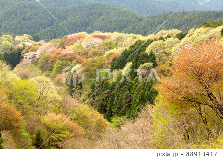 山笑う御亭山 88913417