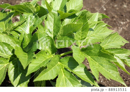 明日葉の栽培 88913531