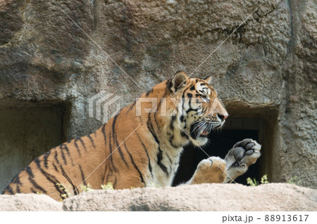 アムールトラの肉球 88913617