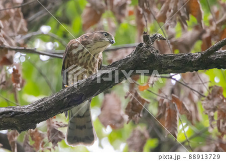 近年は都会にも進出する鷹狩りにも使われた小型の猛禽類 ツミ 近年は都会にも進出する鷹狩りにも使われた小型の猛禽類 ツミ 88913729