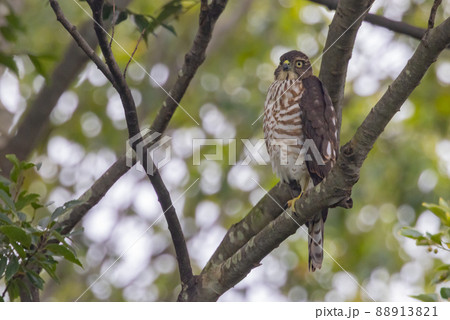近年は都会にも進出する鷹狩りにも使われた小型の猛禽類 ツミ 近年は都会にも進出する鷹狩りにも使われた小型の猛禽類 ツミ 88913821