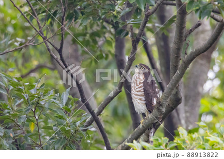 近年は都会にも進出する鷹狩りにも使われた小型の猛禽類 ツミ 近年は都会にも進出する鷹狩りにも使われた小型の猛禽類 ツミ 88913822
