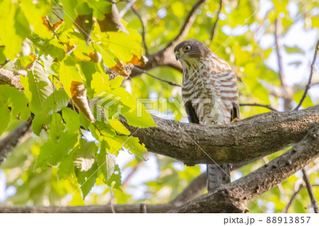 近年は都会にも進出する鷹狩りにも使われた小型の猛禽類　ツミ 88913857