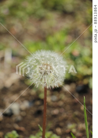 タンポポの綿毛 タンポポの綿毛 88913864
