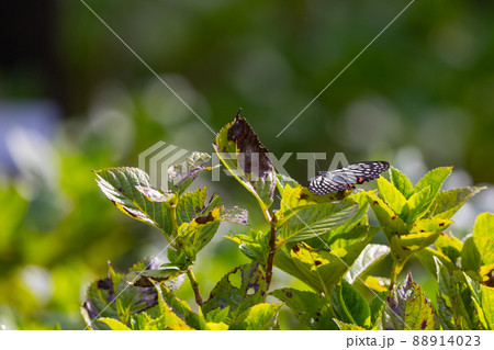 東アジアに広く分布するアカボシゴマダラ 東アジアに広く分布するアカボシゴマダラ 88914023