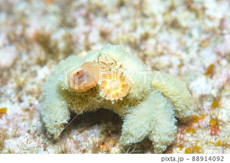 ケブカキンチャクガニ ケブカキンチャクガニ 88914092