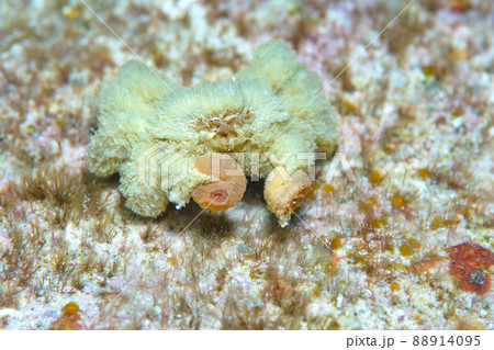 ケブカキンチャクガニ ケブカキンチャクガニ 88914095