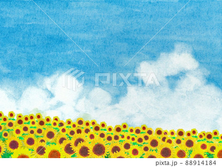 満開のひまわり畑と青空 88914184
