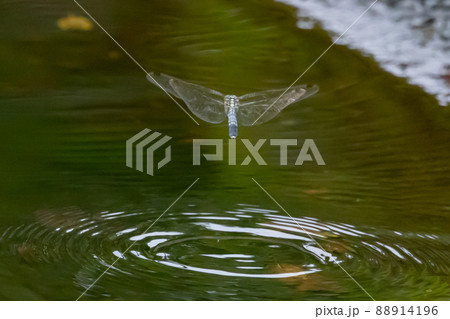 ツートンカラーの身近な蜻蛉シオカラトンボ ツートンカラーの身近な蜻蛉シオカラトンボ 88914196