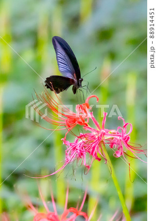 優雅に森を舞う黒いアゲハチョウの仲間クロアゲハ 優雅に森を舞う黒いアゲハチョウの仲間クロアゲハ 88914451