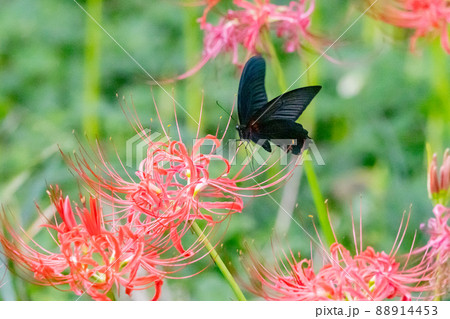 優雅に森を舞う黒いアゲハチョウの仲間クロアゲハ 優雅に森を舞う黒いアゲハチョウの仲間クロアゲハ 88914453