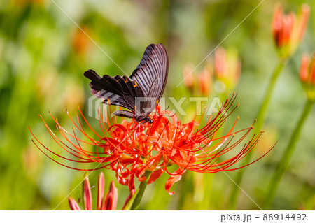 優雅に森を舞う黒いアゲハチョウの仲間クロアゲハ 優雅に森を舞う黒いアゲハチョウの仲間クロアゲハ 88914492