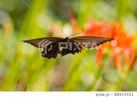 優雅に森を舞う黒いアゲハチョウの仲間クロアゲハ 88914501