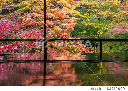 京都瑠璃行員瑠璃光院の紅葉を撮影 京都瑠璃行員瑠璃光院の紅葉を撮影 88915060