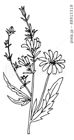 Chicory drawing. Natural plant illustration. Botany sketch Chicory drawing. Natural plant illustration. Botany sketch 88915319
