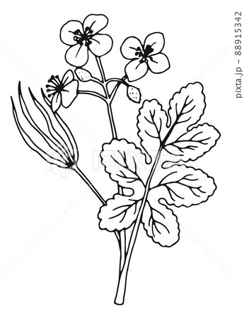 Chelidonium medical herb drawing. Celandines botanical illustration Chelidonium medical herb drawing. Celandines botanical illustration 88915342