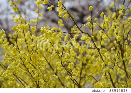 若いヒュウガミズキの花 若いヒュウガミズキの花 88915633