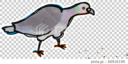 A transparent background illustration with a white frame where a rock pigeon facing to the right is eating food A transparent background illustration with a white frame where a rock pigeon facing to the right is eating food 88916199