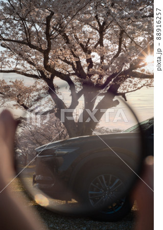 夕日に照らされた桜と自動車 88916257