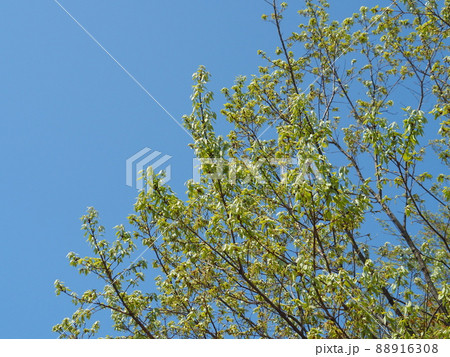 クヌギの木と青空 88916308