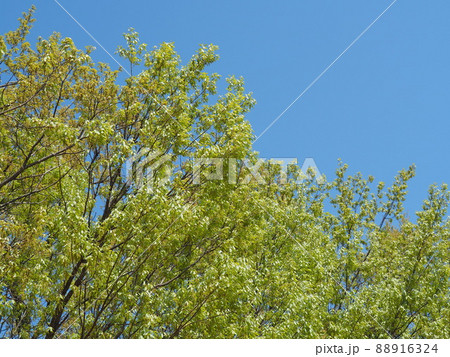 クヌギの木と青空 88916324