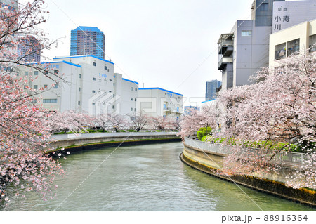越中島橋/大横川より隅田川方向を望む(東京都江東区)【2022.4】 越中島橋/大横川より隅田川方向を望む(東京都江東区)【2022.4】 88916364