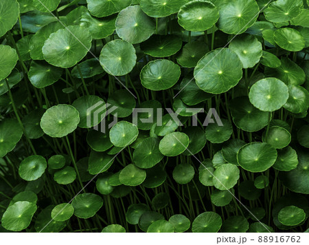Leaves of Water Pennywort in the garden Leaves of Water Pennywort in the garden 88916762