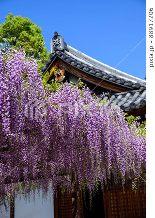 藤の花 藤の花 88917206