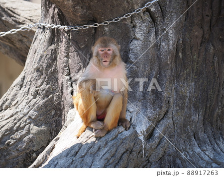 アカゲザル 88917263