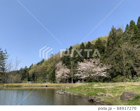 桜と池 88917270