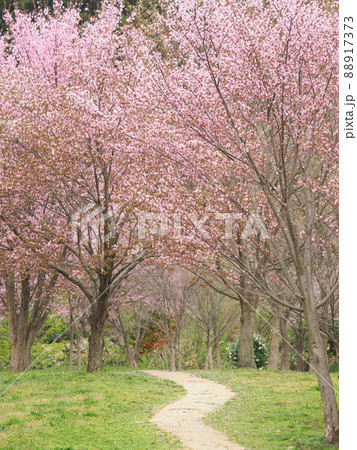 桜の咲く遊歩道(メルヘンの小径) 桜の咲く遊歩道(メルヘンの小径) 88917373