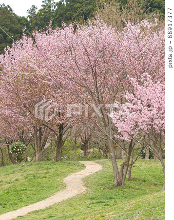 桜の咲く遊歩道（メルヘンの小径） 88917377