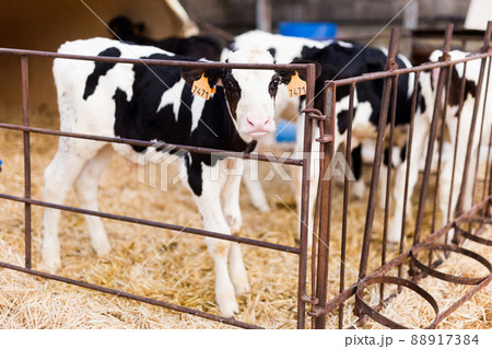 weekly calves in stall at dairy farm weekly calves in stall at dairy farm 88917384