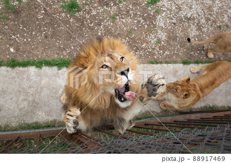 young beautiful lion catches meat in safari park 88917469