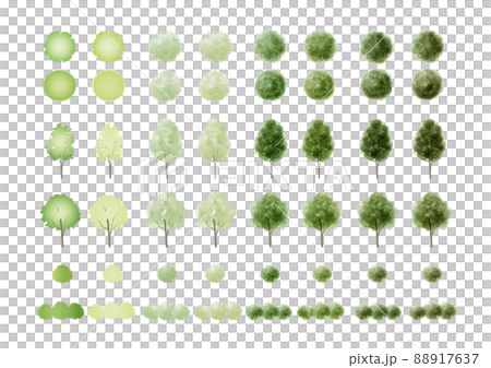 Youthful fresh green wood material [from the side] [from above] [no line] 88917637