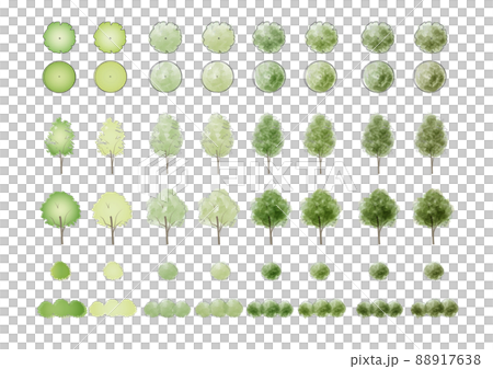 Youthful fresh green wood material [from the side] [from above] [with lines] 88917638