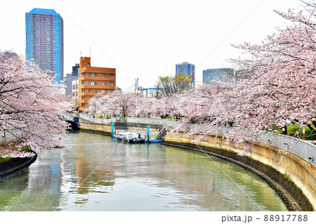 黒船橋/大横川より越中島橋方面を望む(東京都江東区)【2022.4】 黒船橋/大横川より越中島橋方面を望む(東京都江東区)【2022.4】 88917788