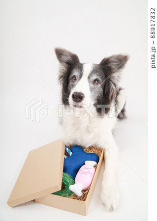 おもちゃが入ったギフトボックスと白黒のボーダーコリー 88917832