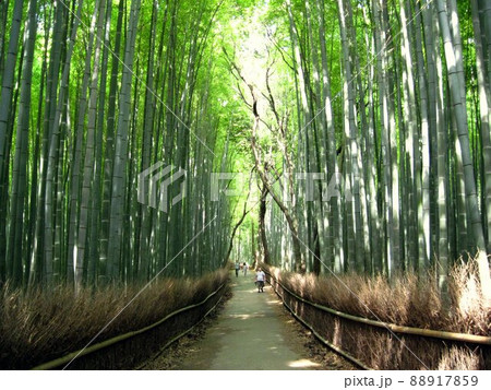嵯峨野の竹林　京都　嵐山 88917859