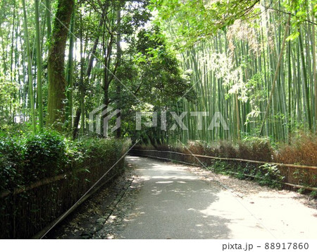 嵯峨野の竹林　京都　嵐山 88917860