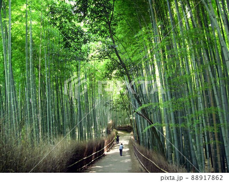嵯峨野の竹林　京都　嵐山 88917862