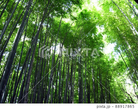嵯峨野の竹林　京都　嵐山 88917865