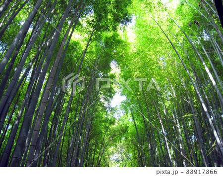 嵯峨野の竹林　京都　嵐山 88917866