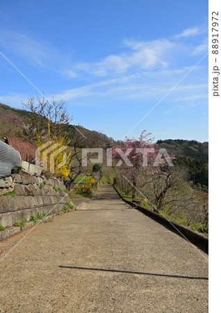 寄村の田舎道《松田町》 88917972