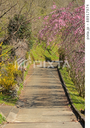寄村の田舎道《松田町》 88917974