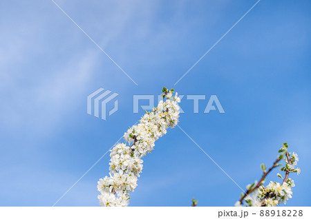 青空と満開のプルーンの花 青空と満開のプルーンの花 88918228