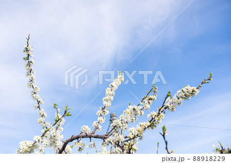 青空と満開のプルーンの花 青空と満開のプルーンの花 88918229