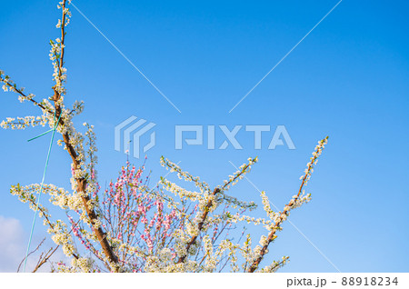 青空と満開のプルーンの花 青空と満開のプルーンの花 88918234