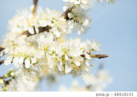 密集して咲くプルーンの花の写真素材 8135